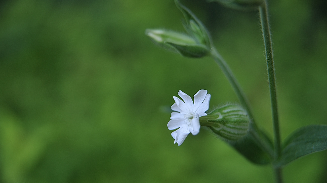 DSC_3086.달맞이장구채.jpg