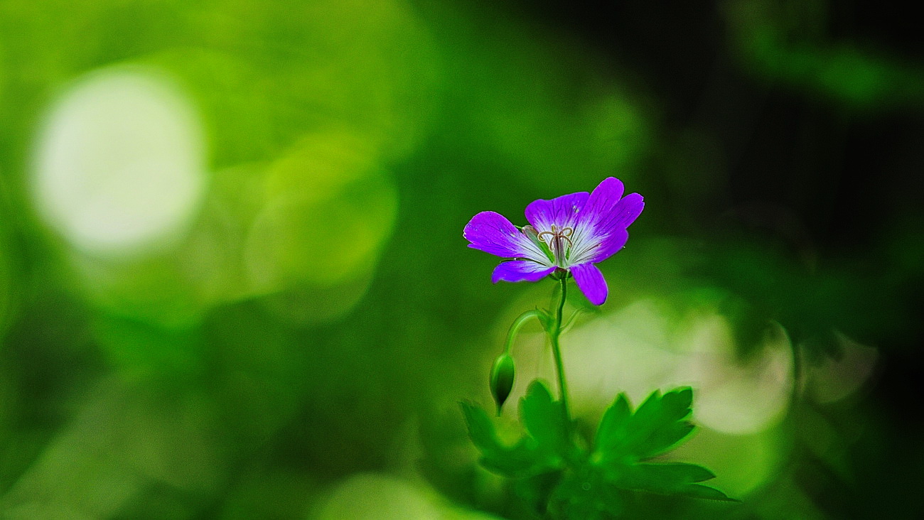 DSC_3958.이질풀.jpg