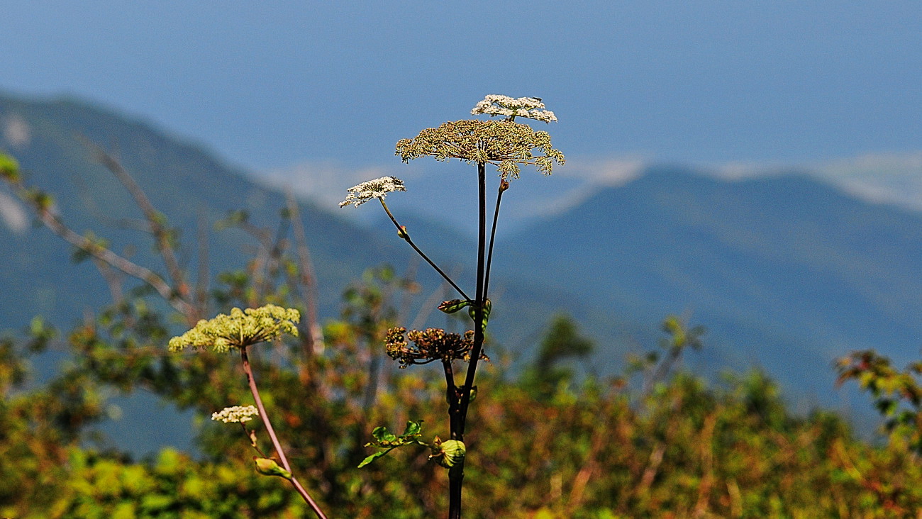 DSC_4083.어수리.jpg