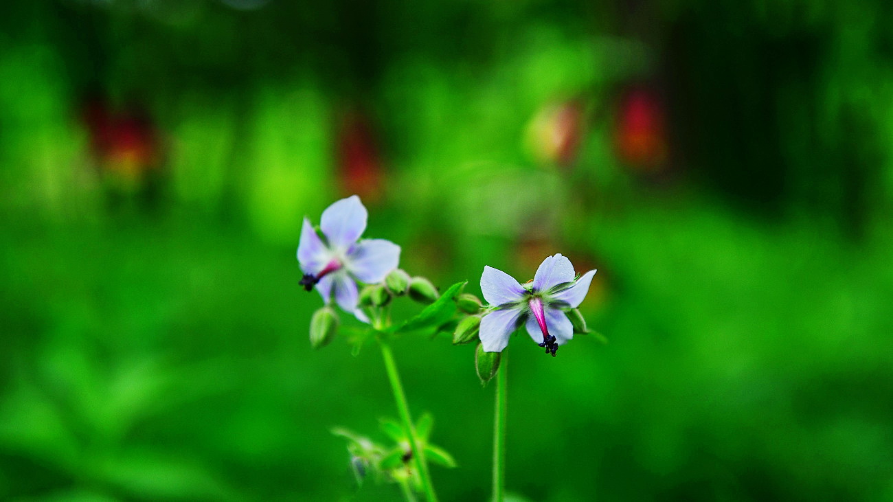 PGH_4911.꽃쥐손이.jpg