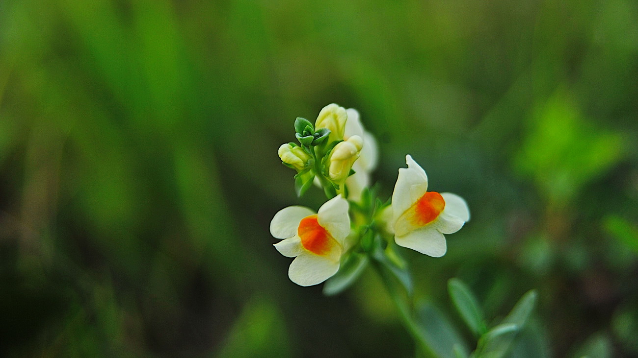 DSC_5401.해란초.jpg