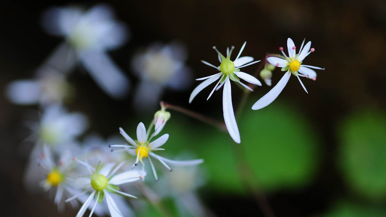 DSC_3787.바위취.jpg