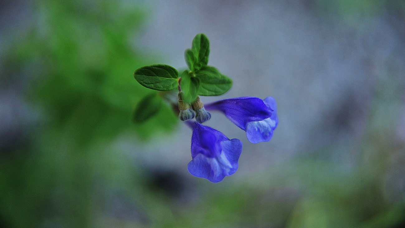 DSC_5430.참골무꽃.jpg