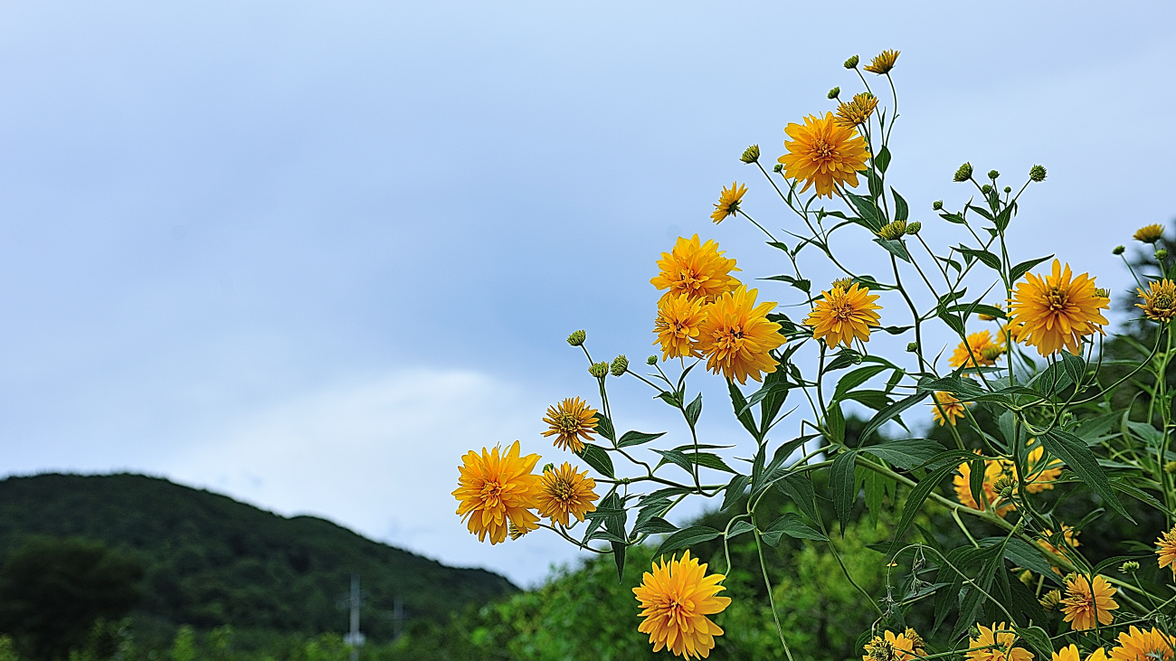 GHP.삼잎국화.jpg