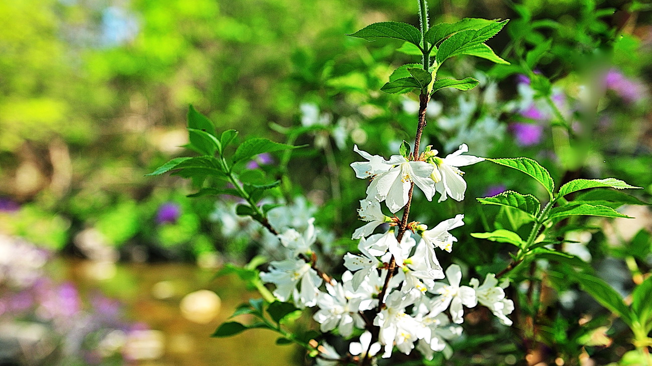 GHP_7186.매화말발도리.jpg