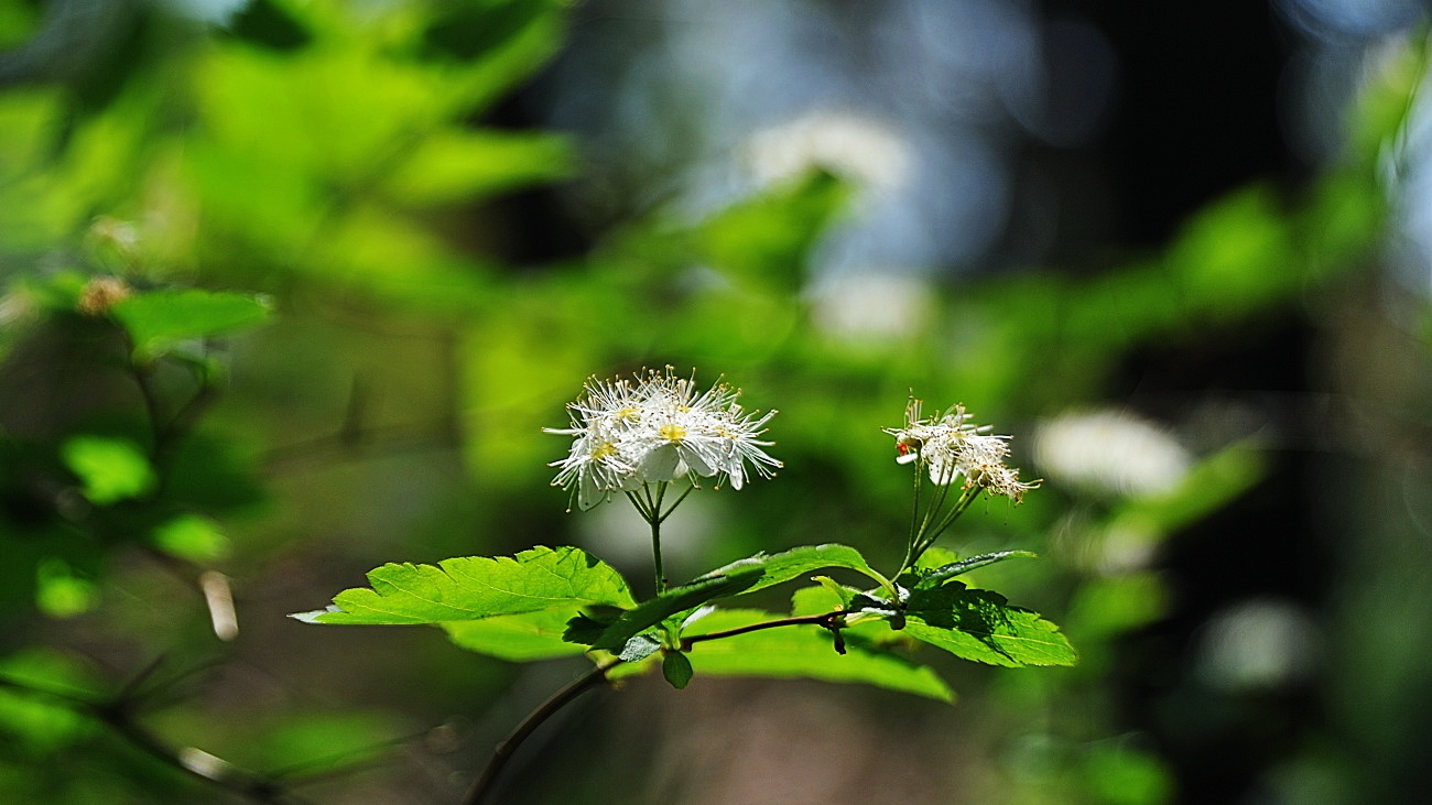 DSC_9095.인가목조팝나무.jpg