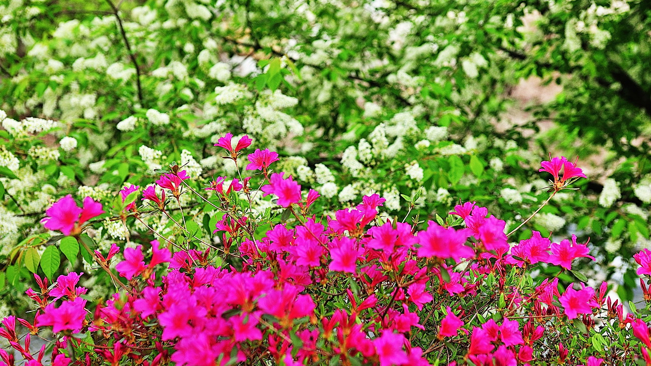 GHP_1009.jpg