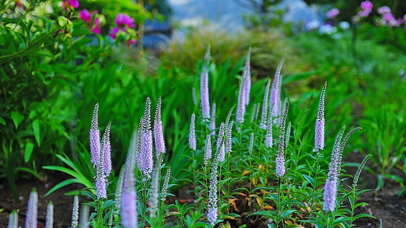 GHP_8965.냉초.jpg