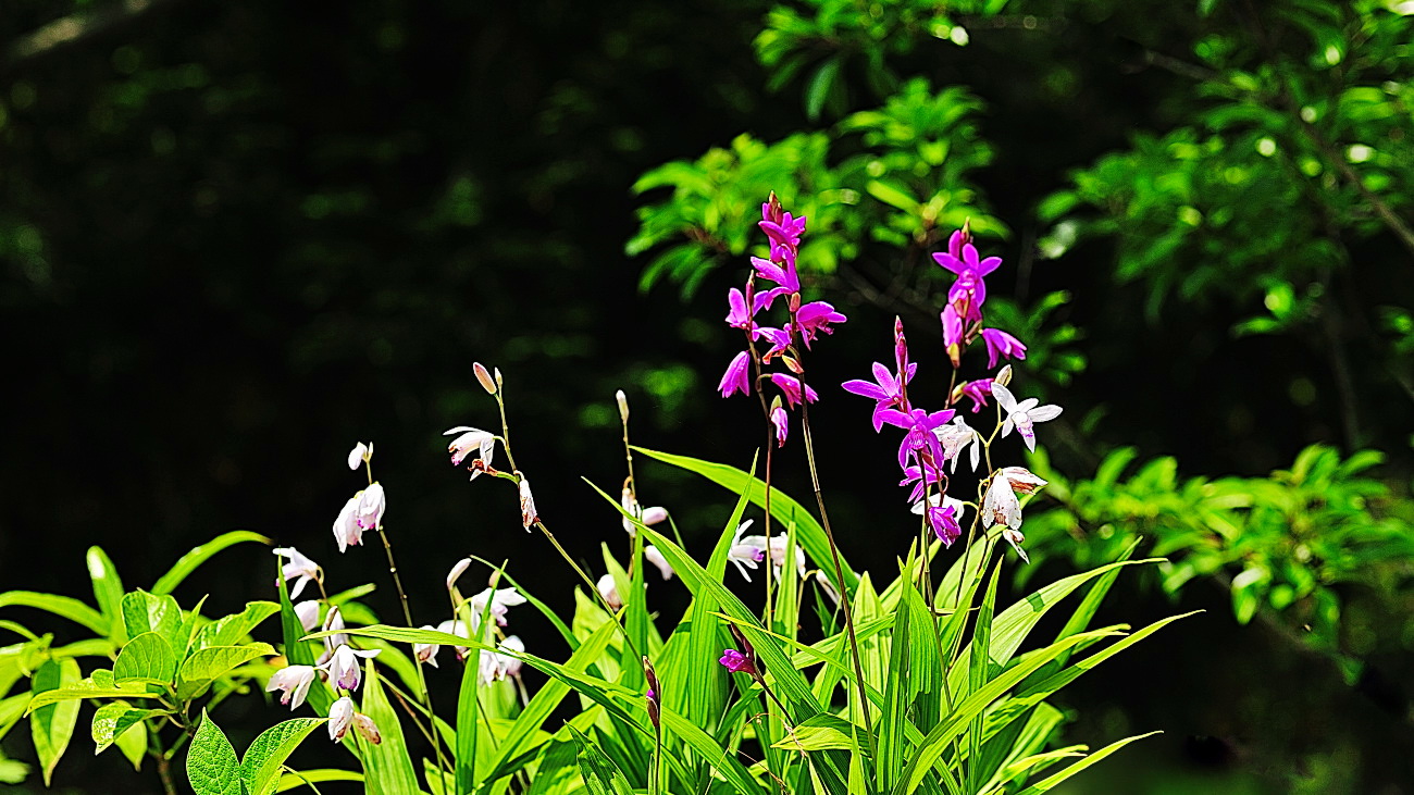 PGH_9239.자란.jpg