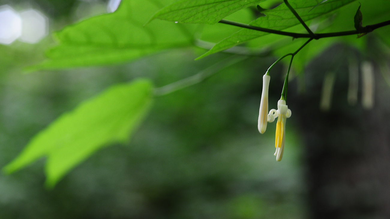 DSC_5555.박쥐나무.jpg