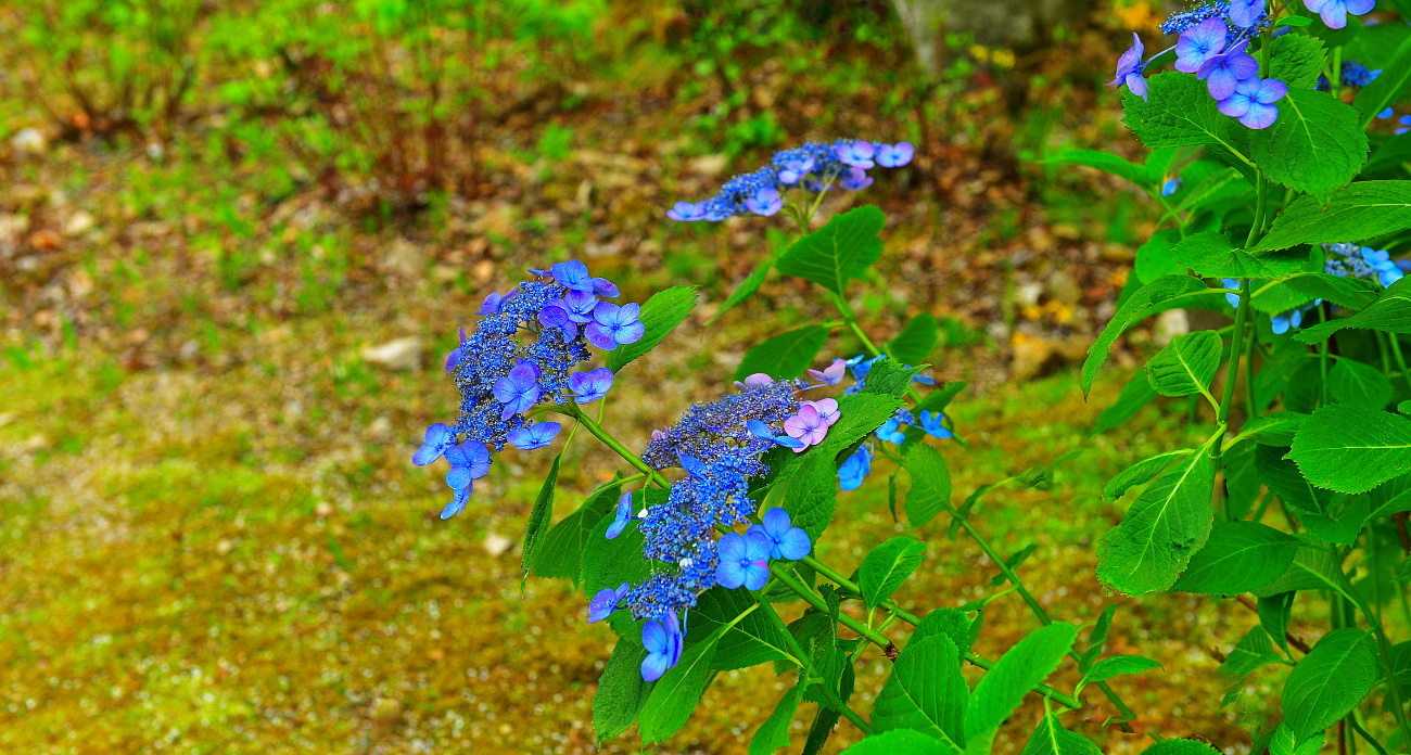 PGH_1861.산수국.jpg