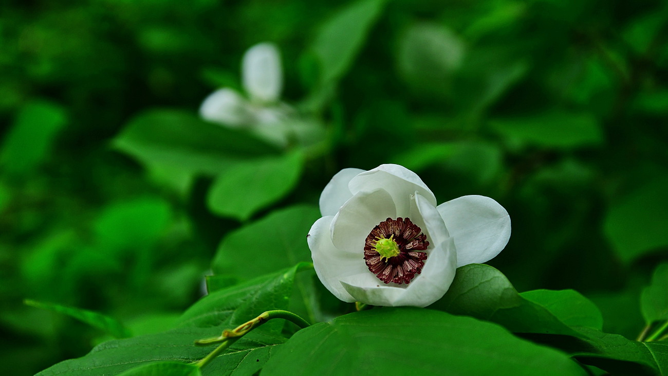 PGH_4872.함박꽃나무.jpg