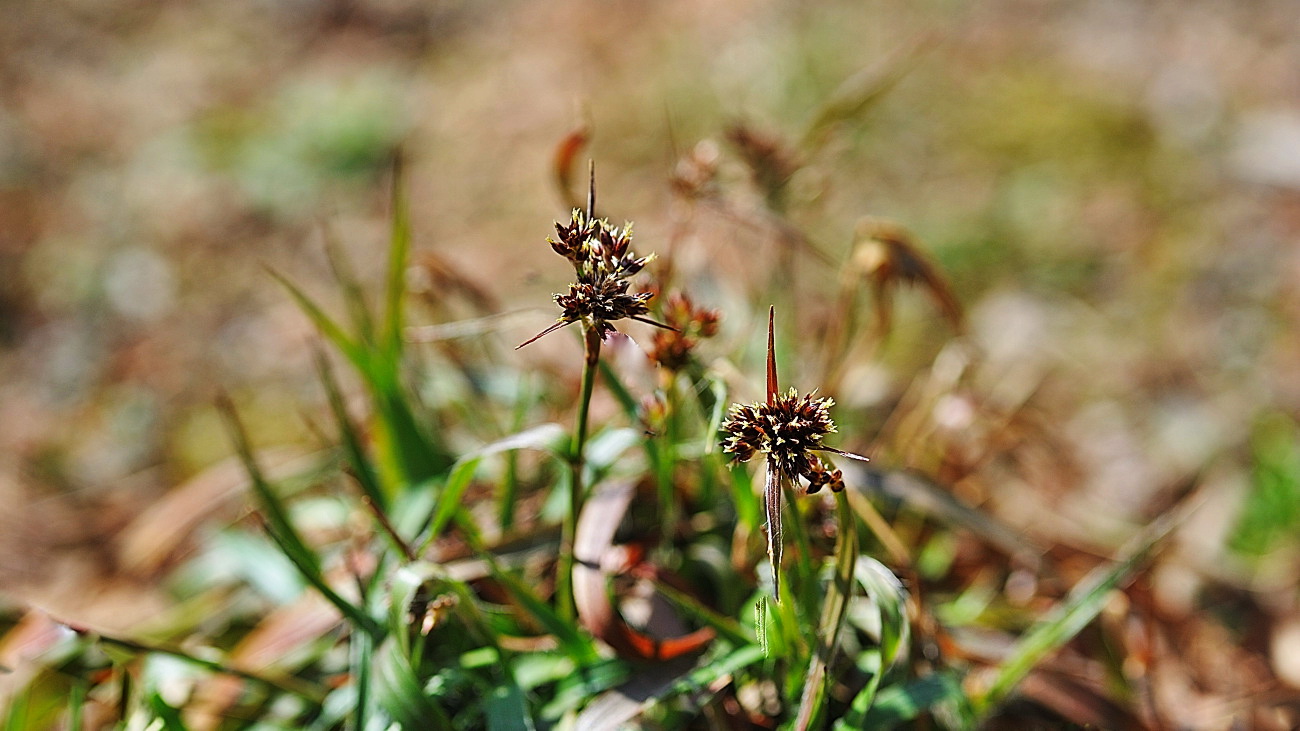 DSC_5143.꿩의밥.jpg