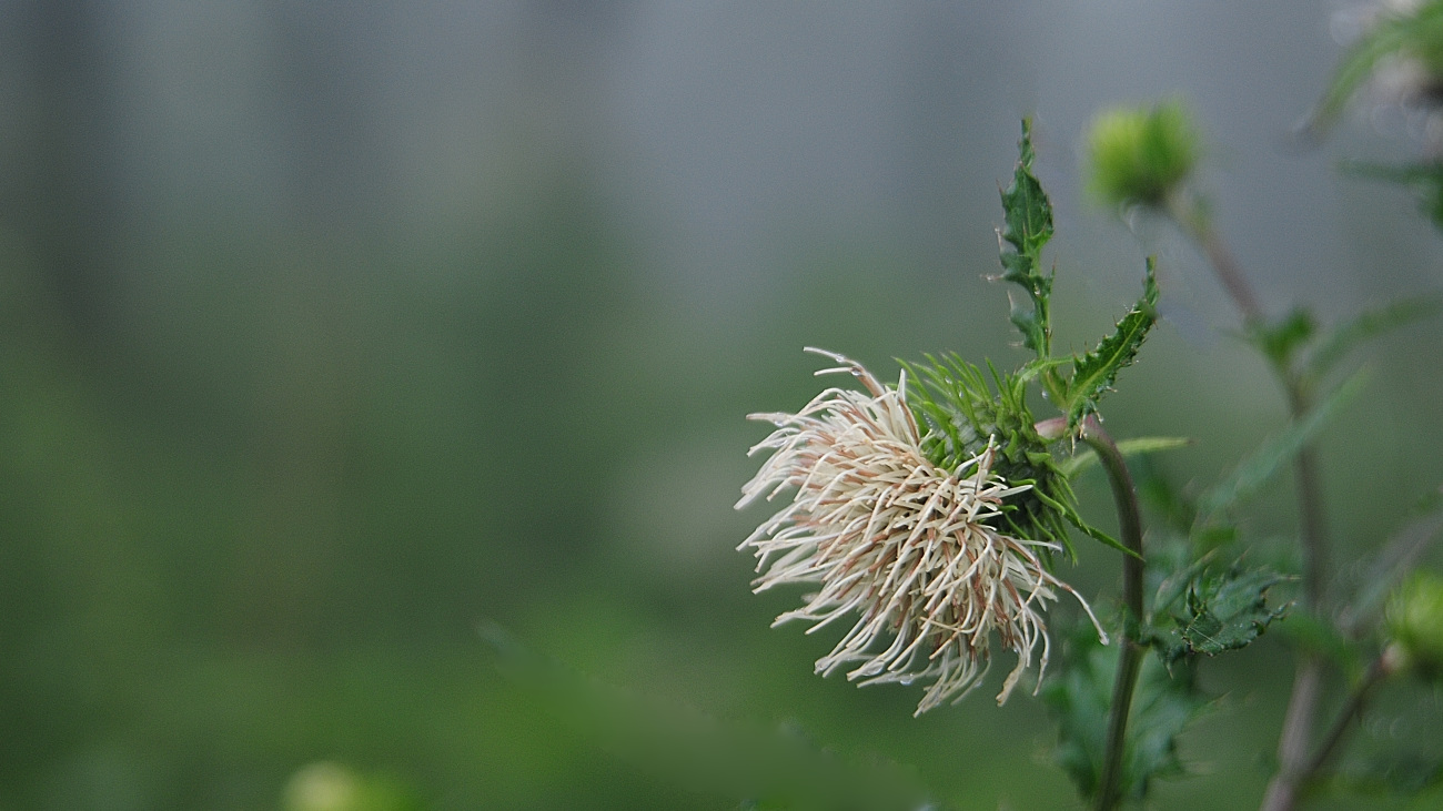 DSC_2941.정영엉겅퀴.jpg