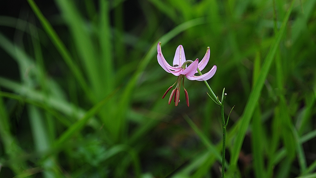 DSC_2096.솔나리.jpg