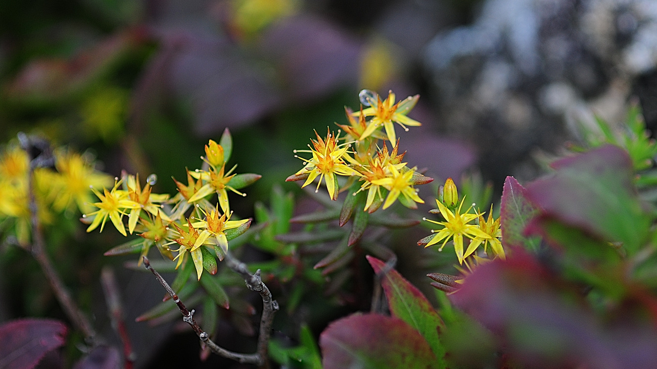 DSC_2122.바위채송화.jpg