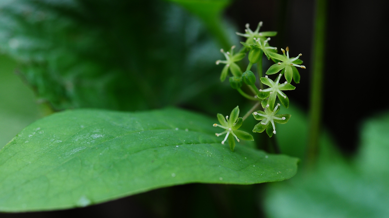 DSC_6204.선밀나무.jpg
