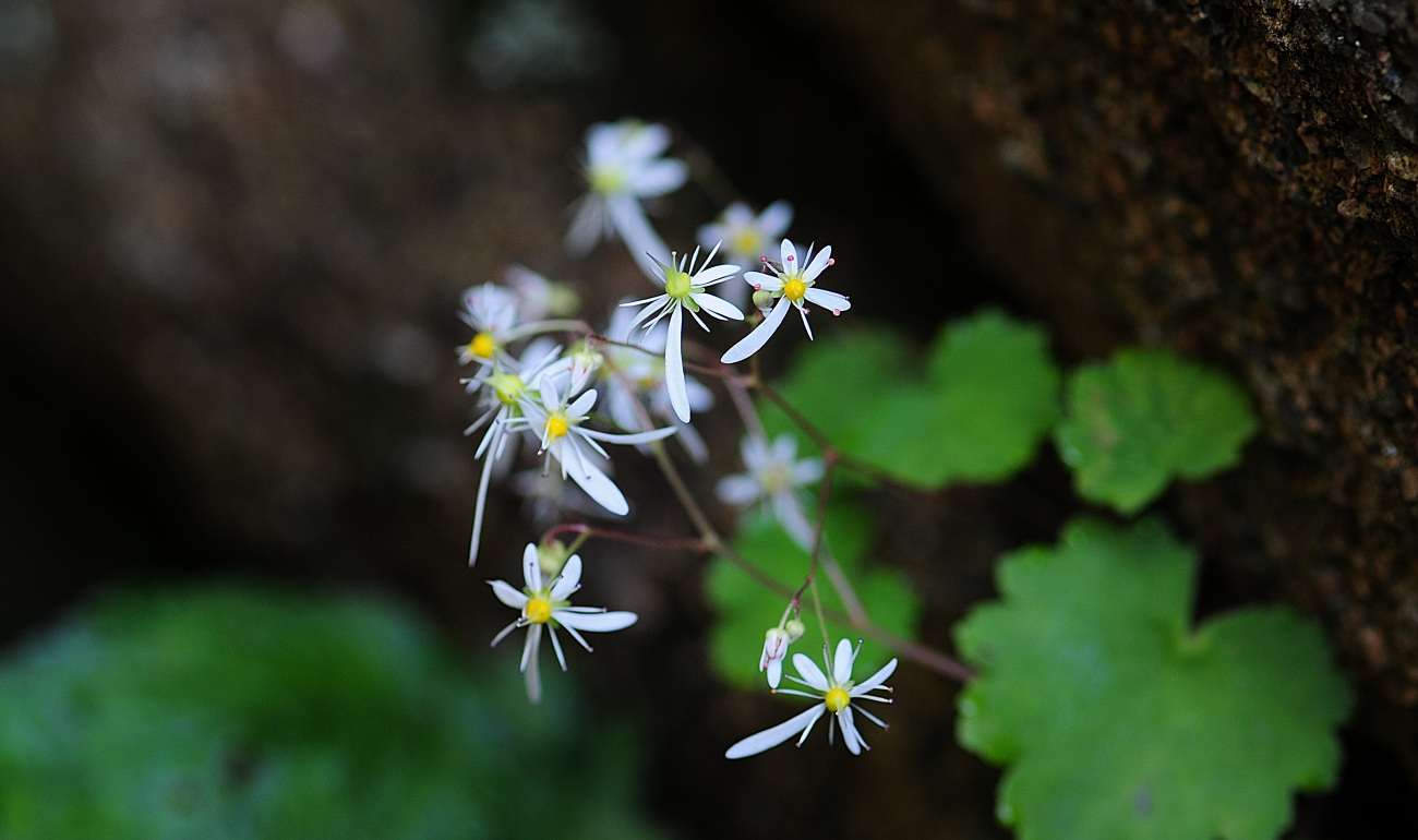 DSC_3786.바위취.jpg