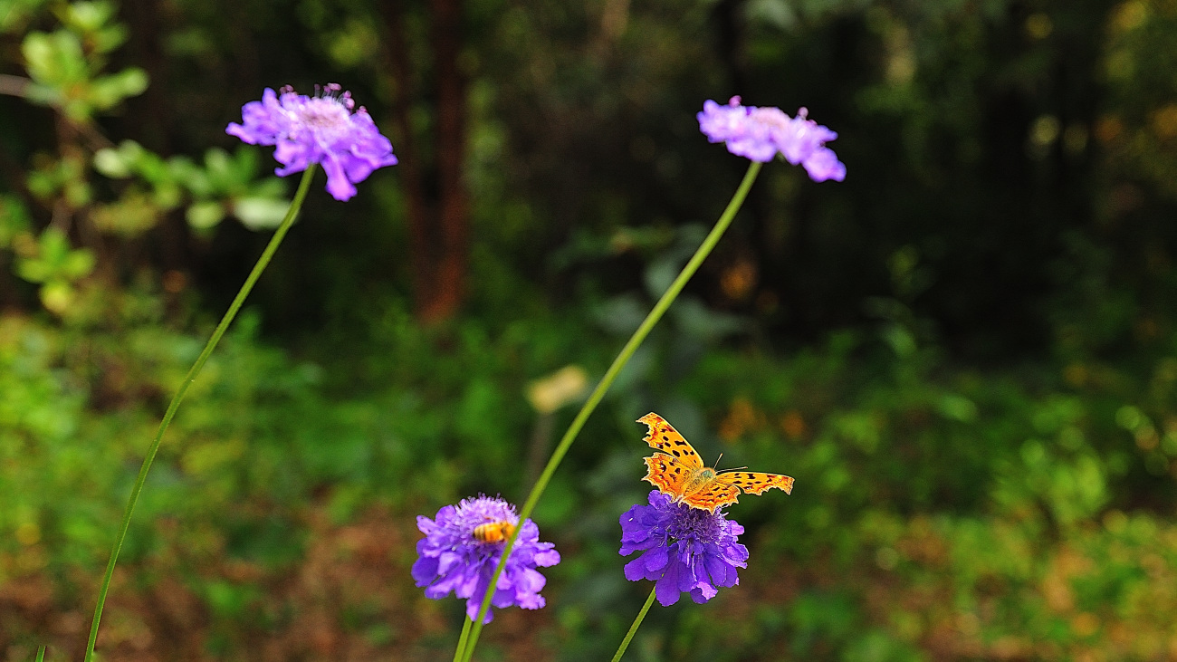 DSC_2127.솔체꽃.jpg