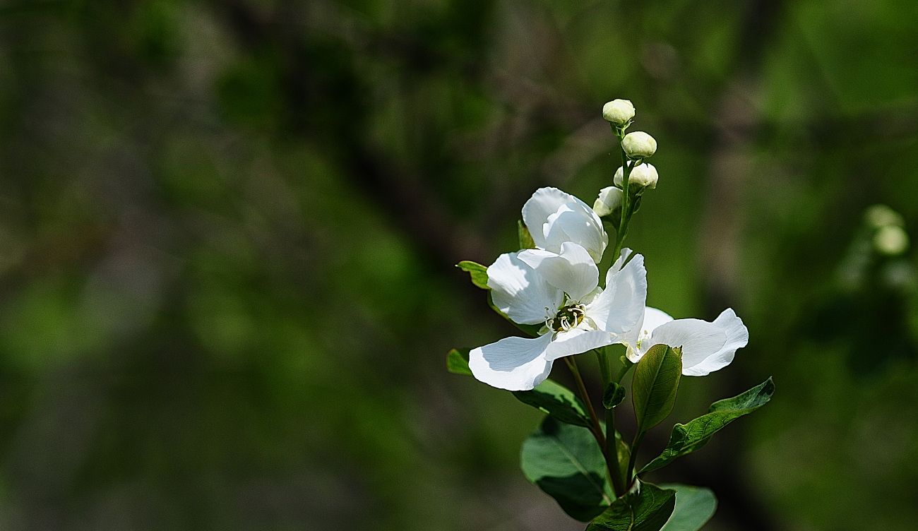 DSC_3492.가침박달.jpg