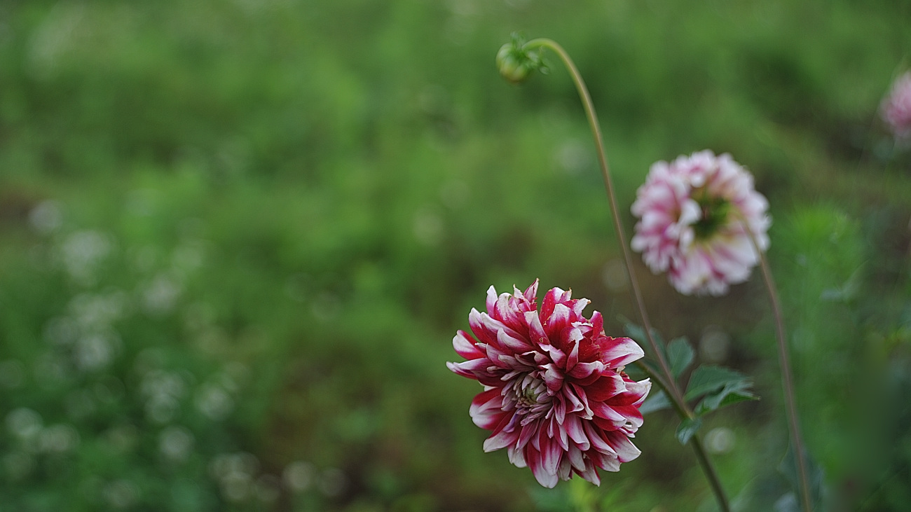 DSC_5293_00001.jpg