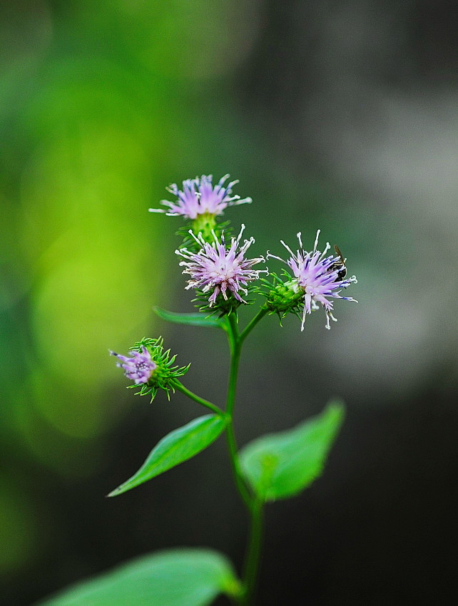 DSC_4027.버들분취.jpg