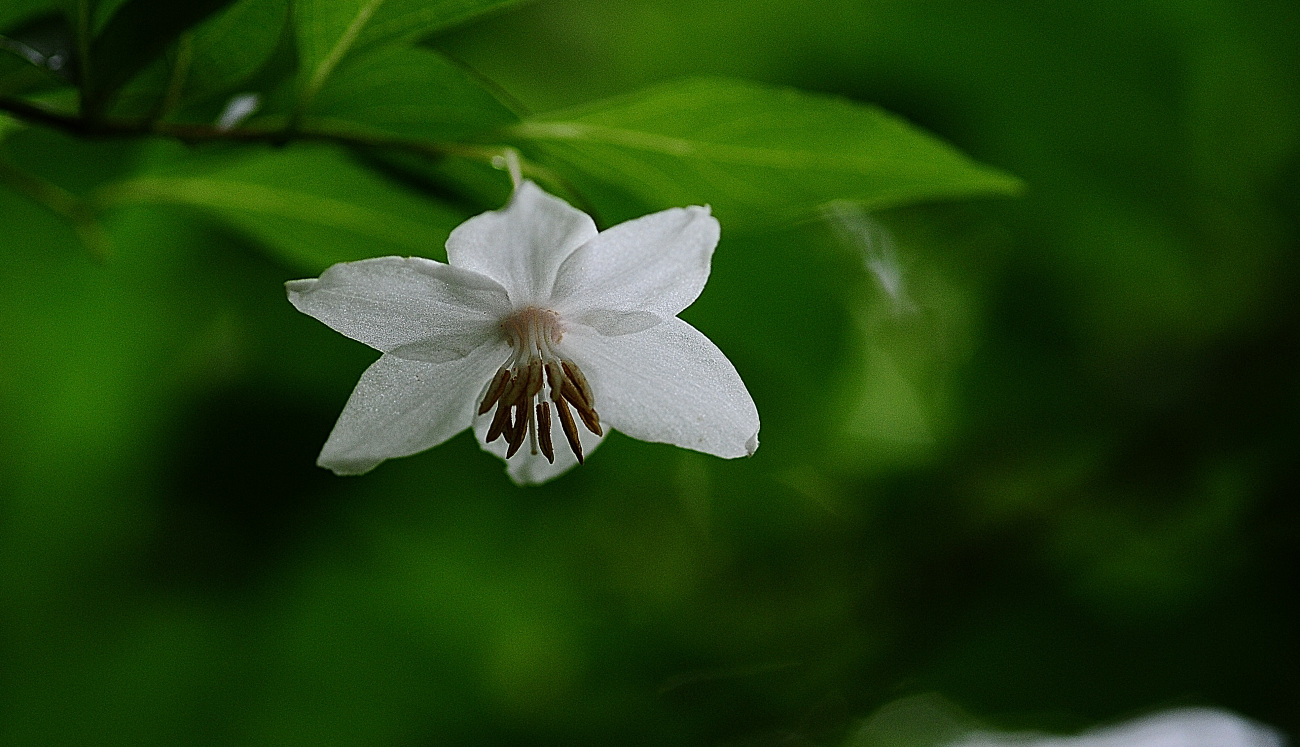 DSC_5480.때죽나무.jpg