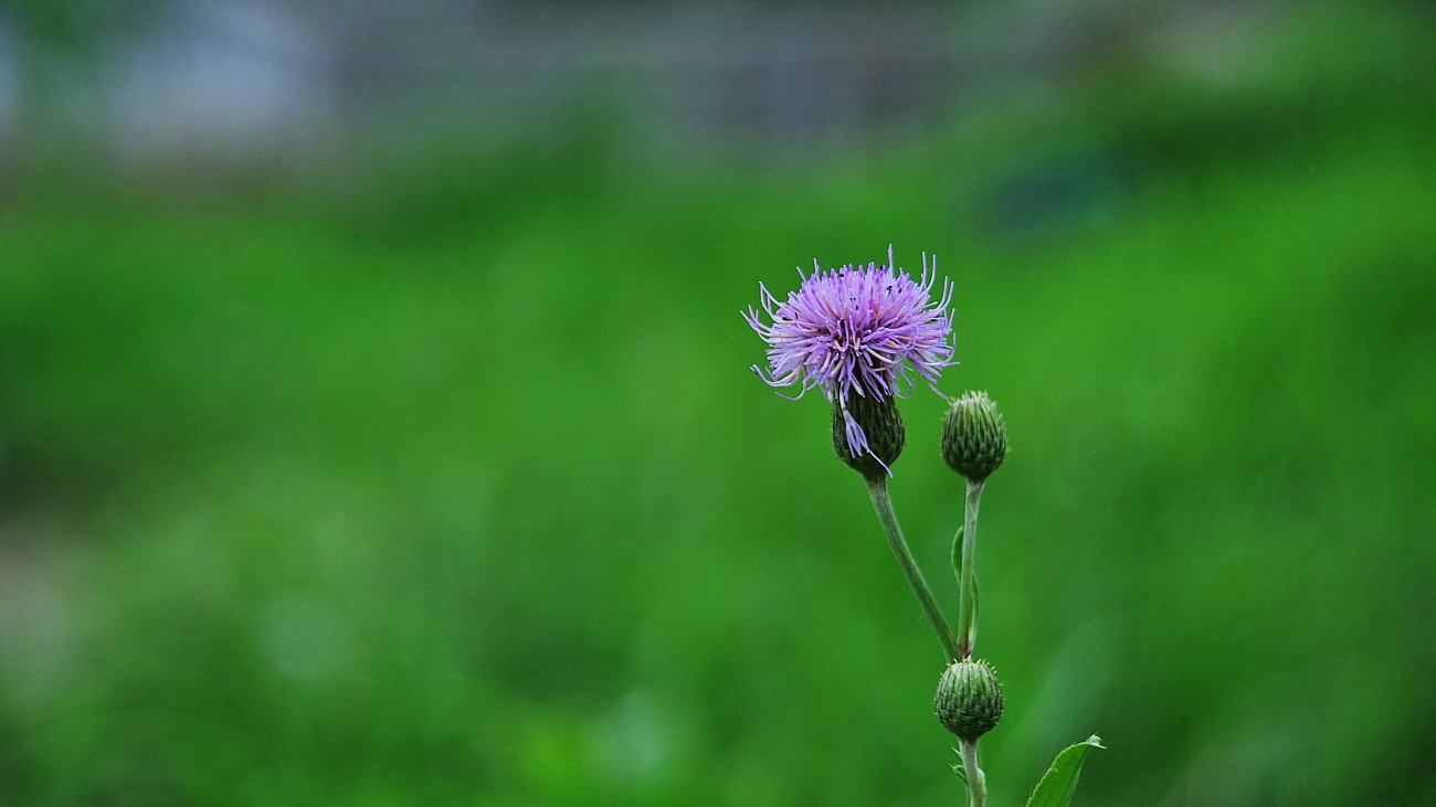 DSC_5343.조뱅이꽃.jpg