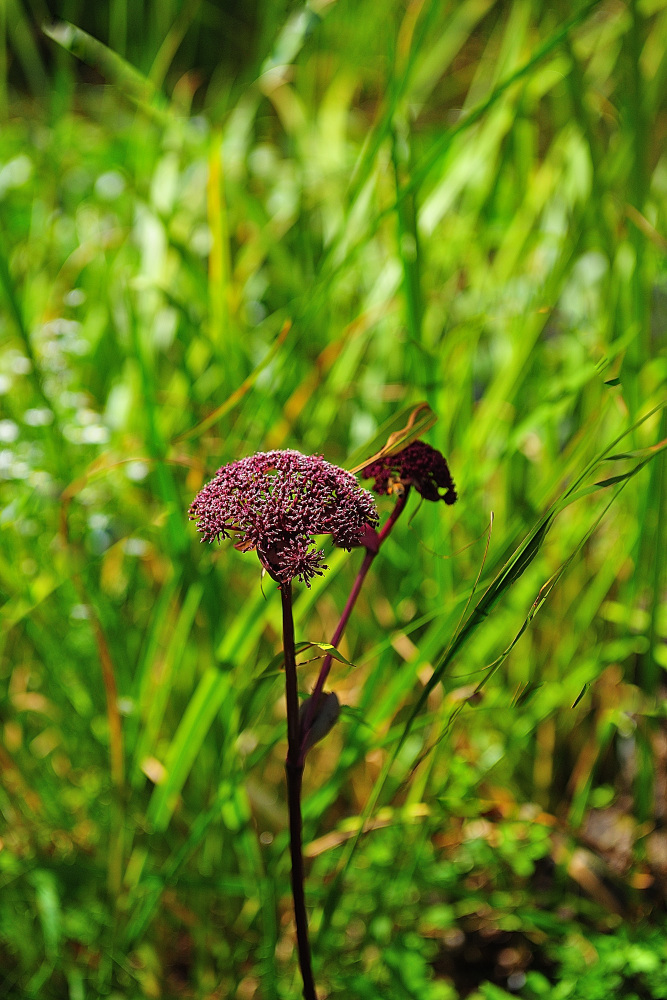 DSC_2270.참당귀.jpg