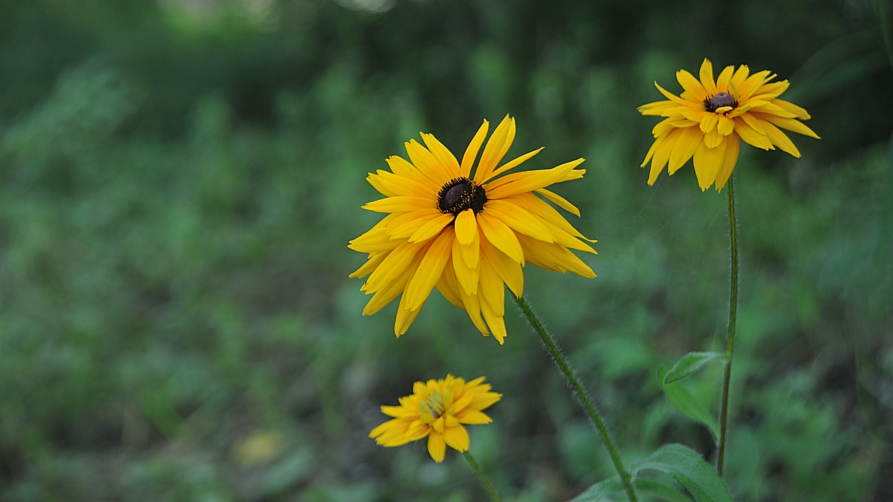 DSC_5551.겹삼잎국화.jpg