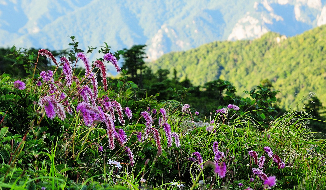 DSC_4383.산오이풀.jpg