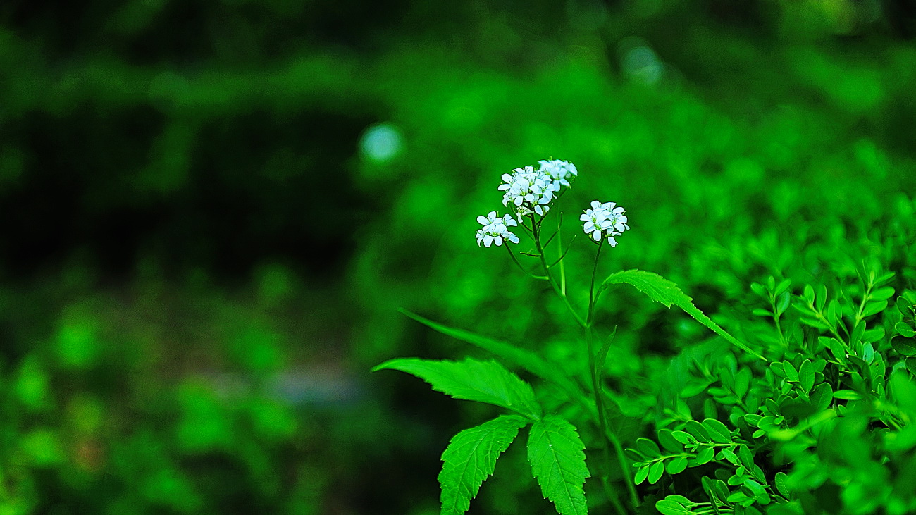 PGH_6589.미나리냉이.jpg