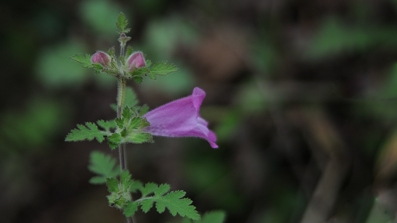 DSC_6845.나도송이풀.jpg