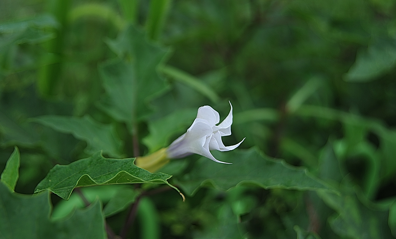 DSC_5844.독말풀.jpg