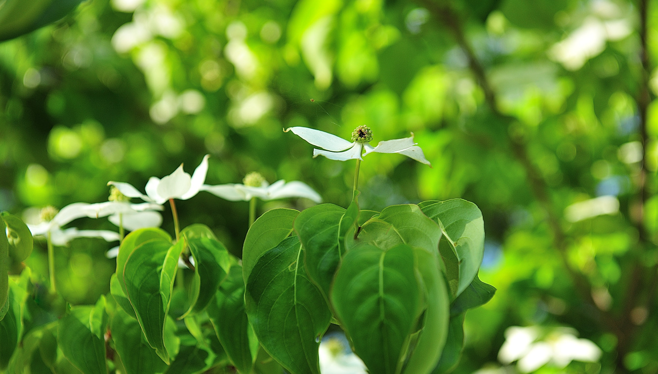 GHP_7354,산딸나무.jpg